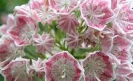 Растение Кальмия Ханя/Kalmia 'HANIA' р12 /Н 10