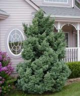 Растение Кипарисовик гороплодный Булевард / Chamaecyparis pisifera Boulevard С7.5 /Н 40-50