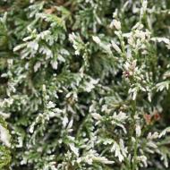 Растение Кипарисовик горохоплодный Уайт Бьюти/ Chamaecyparis pisifera White Beauty С7,5/Н 40-60