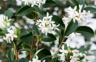 Растение Османтус бурквуда/Osmanthus burkwoodii С3/Н 40-60