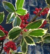 Рослина Падуб альтакл/Ilex altacl. 'Belgica Aurea' С3/ Н60-80