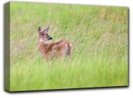 Картина Косуля 127x84 см Hotel Arizona HD C-1-DEER-33x50-GREEN