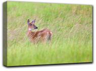 Картина Косуля 127x72 см Hotel Arizona HD C-1-DEER-28x50-GREEN
