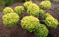 Растение Падуб городчатый 'Golden Gem'/ Ilex crenata 'Golden Gem' С3/Н20-30