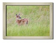 Картина Косуля 41x31 см Hotel Arizona HD P-1 SILVER FR-DEER-12x16-GREEN