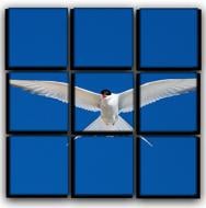 Картина модульная Орел 77x77 см Hotel Arizona HD C-9-BIRD-30x30-BLUE