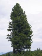 Растение Сосна кедровая / Pinus cembra С7.5/Н 25-30