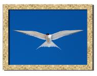 Картина Орел 41x31 см Hotel Arizona HD P-1 GOLDEN FR-BIRD-12x16-BLUE