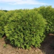 Растение Западная западная Вудварди/Thuja occ. 'Woodwardii С3 /Н 15-20