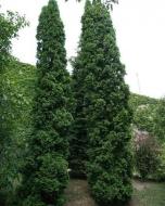 Растение Туя западная Малоняна/Thuja occ. 'Malonyana' С3 /Н 10-15