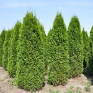 Растение Туя западная Селоши / Thuja occidentalis SZOLOSI С7,5 / Н 25-35