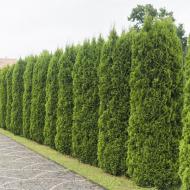 Растение Туя складчатая Эмеральд/ Thuja pl. 'Emerald' С7,5/Н30-40