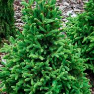 Растение Ель колючая Супер Грин/Picea gl. 'Super Green' С5/H80-100
