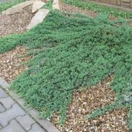 Растение Можжевельник горизонтальный Вилтони / Juniperus hor. Wiltonii С3/Н10-15