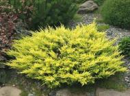 Растение Можжевельник горизонтальный Лаймглоу/Juniperus hor. 'Limeglow' С2/Н10