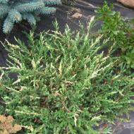 Растение Можжевельник обыкновенный Спотти Спредер / Juniperus communis Spotty Spreader С7.5 /Н 30-40