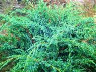 Растение Можжевельник китайский Блю Альпс / Juniperus chinensis Blue Alps С7.5/d 40-60