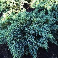 Растение Можжевельник чешуйчатый Литтл Джоана /Juniperus squamata 'Little Joanna' С3/Н 10-20