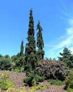 Растение Ель обыкновенная / Picea abies Rothenhaus, С80 H250