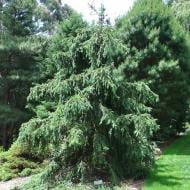 Растение Ель обыкновенная / Picea abies Acrocona, C40 H80-100