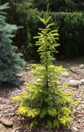 Растение Ель сербская / Picea omorika Golden Rain, С15