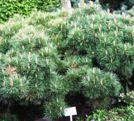 Растение Сосна черная / Pinus nigra Breppo, C12