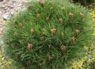 Рослина Сосна чорна / Pinus nigra Agnes Bregon, C12 Pa80-100