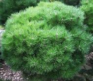 Растение Сосна черная / Pinus nigra Bambino, C15