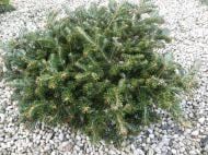 Растение Пихта Фрасера / Abies fraseri Ford, С15