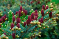 Растение Ель биколор / Picea bicolor Howels Dwarf Tigertall, С 15