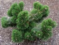Растение Сосна горная / Pinus mugo Jakobsen, С15
