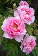 Растение Деревовидный пион / Paeonia, С5