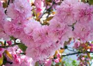 Рослина Сакура дрібнозубчаста / Prunus serrulata Kanzan, С25 Pa 180-200