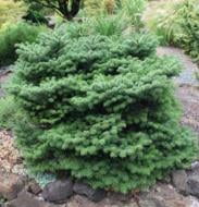Растение Пихта нордмана / Abies nordmaniana Munsterland, С5