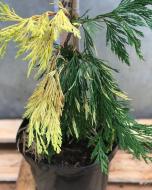 Рослина Калокедр / Calocedrus decurrens Aureovariegata Pa 80-100