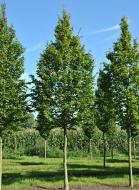Растение Граб / Carpinus, С20 Pa 180-200
