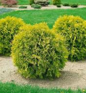 Растение Туя западная / Thuja occidentalis Mirijam, С10 Pa 80-100