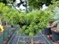 Растение Ель обыкновенная / Picea abies WB Plane, С10 Ра 80-100
