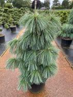 Растение Сосна шверина / Pinus schwerinii Wiethorst, С15