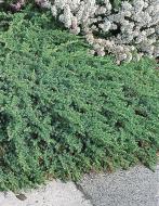 Растение Можжевельник обыкновенный / Juniperus communis Green Mantle, С20 Ра 80-100