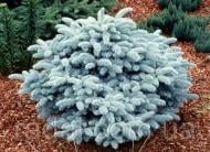 Рослина Ялина колюча / Picea pungens Glauca Globosa, С20 Ра 60-80