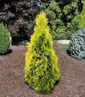 Растение Туя западная / Thuja occidentalis Janed Gold (3 шара), С15