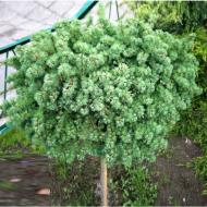 Растение Лиственница европейская / Larix decidua Kornik, С20 Pa 100-120