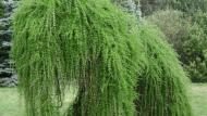 Растение Лиственница европейская / Larix decidua Pendula, С20 Ра