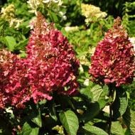 Растение Гортензия / Hydrangea paniculata Wims Red, С12 Pa