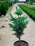 Ель колючая / Picea pungens Iseli Fastigiate С45 Н140-160