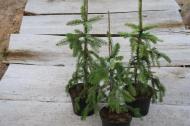 Ель сербська / Picea omorika Pendula С60 H200