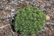 Растение Сосна крючковатая / Pinus uncinata Nana С10 Ра