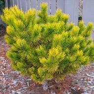 Растение Сосна горная / Pinus mugo Winter Gold С10 Ра