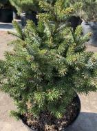 Ель сербская / Picea omorika Frohnleiten, С12